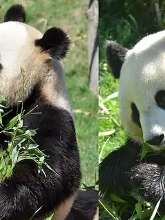 Yuan Zi et Huan Huan