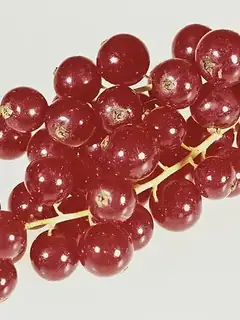 Groseille