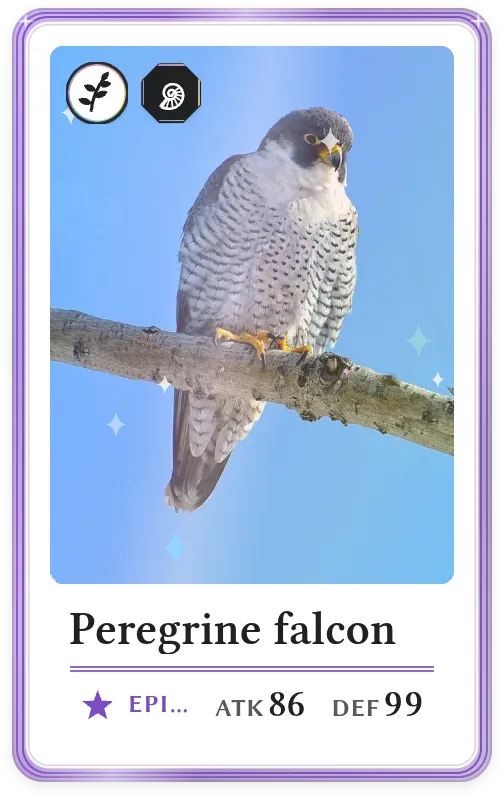Peregrine falcon, Epic, ATK 86, DEF 99