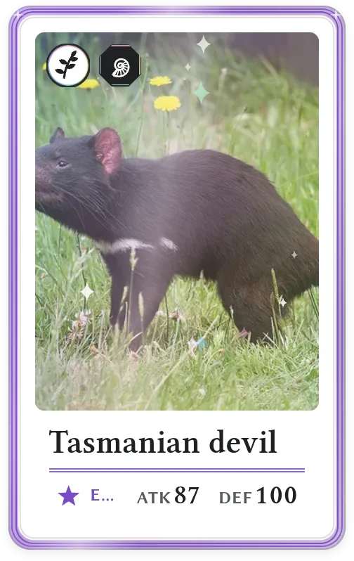 Tasmanian devil, Epic, ATK 87, DEF 100