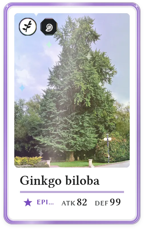 Ginkgo biloba, Epic, ATK 82, DEF 99
