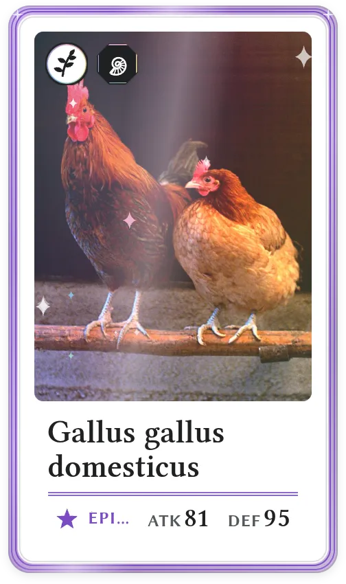 Gallus gallus domesticus, Épique, ATK 81, DEF 95